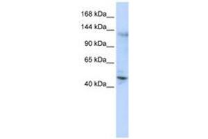 Image no. 1 for anti-Zinc Finger Protein 197 (ZNF197) (C-Term) antibody (ABIN6740562) (ZNF197 抗体  (C-Term))