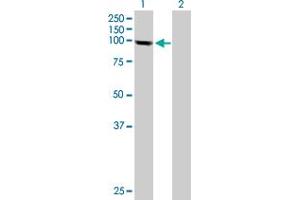 Western Blot analysis of PGBD1 expression in transfected 293T cell line by PGBD1 MaxPab polyclonal antibody. (PGBD1 抗体  (AA 1-809))