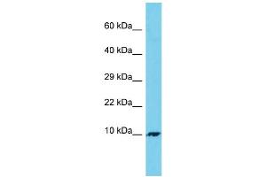 Host: Rabbit Target Name: C7orf69 Sample Type: 293T Whole Cell lysates Antibody Dilution: 1. (C7ORF69 抗体  (C-Term))