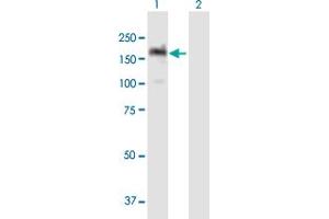 Western Blot analysis of PITPNM1 expression in transfected 293T cell line by PITPNM1 MaxPab polyclonal antibody. (PITPNM1 抗体  (AA 1-1243))