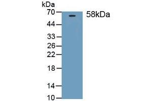 Detection of Recombinant THBS3, Mouse using Polyclonal Antibody to Thrombospondin 3 (THBS3) (THBS3 抗体)