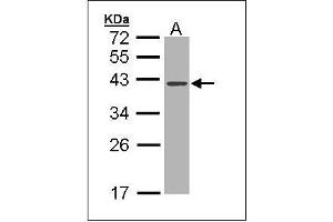 Sample (30 ug of whole cell lysate). (DNASE1 抗体  (AA 1-252))
