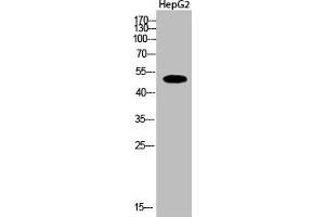 Western Blot analysis of HepG2 cells using Acetyl-Tubulin α (K112) Polyclonal Antibody (TUBA1A/TUBA1B/TUBA1C (acLys112) 抗体)