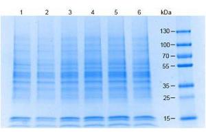 Coommassie stained SDS-PAGE of 20 µg of (1) Hela WCL, (2) Jurkat WCL, (3) HEK 293 WCL, (4) MCF-7 WCL, (5) A 549 WCL, (6) Raji WCL separated using a 4-20% gradient gel under reducing conditions. (Jurkat Whole Cell Lysate)