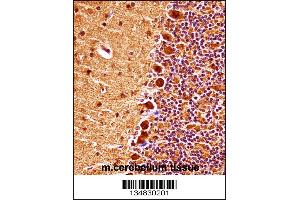 Mouse Mapk9 Antibody immunohistochemistry analysis in formalin fixed and paraffin embedded mouse cerebellum tissue followed by peroxidase conjugation of the secondary antibody and DAB staining. (JNK2 抗体  (AA 206-233))