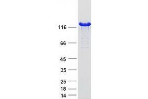 Western Blotting (WB) image for Myosin Binding Protein C, Slow Type (MYBPC1) (Transcript Variant 4) protein (Myc-DYKDDDDK Tag) (ABIN2726622)