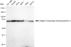 Western blotting analysis using Fragile X messenger ribonucleoprotein 1 antibody (ABIN7800930). (Recombinant Fragile X Messenger Ribonucleoprotein 1 抗体)