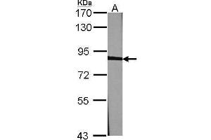 Western Blotting (WB) image for anti-Calnexin (CANX) (Internal Region) antibody (ABIN2855124)