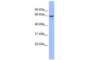 WB Suggested Anti-SLC34A3 Antibody Titration:  0. (SLC34A3 抗体  (Middle Region))
