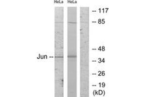 Western blot analysis of extracts from HeLa cells, using c-Jun (Ab-243) Antibody. (C-JUN 抗体  (AA 210-259))