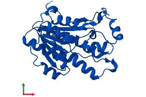 AlphaFold protein structure predicition of Mouse Recombinant Dcxr Protein, UniprotID Q91X52