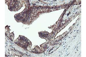 Image no. 3 for anti-Epsin 2 (EPN2) antibody (ABIN1498049) (Epsin 2 抗体)