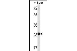 DRGX Antibody (C-term) (ABIN656376 and ABIN2845671) western blot analysis in mouse liver tissue lysates (35 μg/lane). (DRGX 抗体  (C-Term))