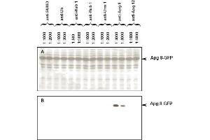 Immunoblot of APG8 fusion protein.