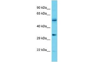 Host: Rabbit Target Name: OR5V1 Sample Type: Jurkat Whole Cell lysates Antibody Dilution: 1. (OR5V1 抗体  (C-Term))