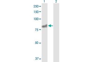 Western Blot analysis of RASGRP3 expression in transfected 293T cell line by RASGRP3 MaxPab polyclonal antibody. (RASGRP3 抗体  (AA 1-690))