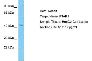 Host: Rabbit Target Name: PTAR1 Sample Type: HepG2 Whole Cell lysates Antibody Dilution: 1. (PTAR1 抗体  (C-Term))