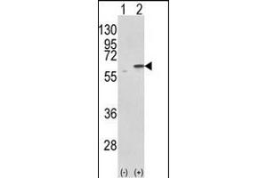 Western Blotting (WB) image for anti-Protein Disulfide Isomerase Family A, Member 3 (PDIA3) (AA 446-475), (C-Term) antibody (ABIN389464)
