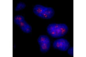 Immunofluorescence (IF) image for anti-CD3e Molecule, epsilon Associated Protein (CD3EAP) (AA 404-454) antibody (ABIN7448916) (CD3EAP 抗体  (AA 404-454))