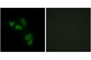 Immunofluorescence analysis of HepG2 cells, using MUC13 Antibody. (MUC13 抗体  (AA 421-470))