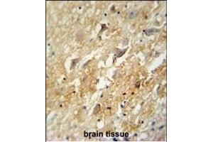 GABBR2 antibody (C-term) (ABIN654172 and ABIN2844031) immunohistochemistry analysis in formalin fixed and paraffin embedded human brain tissue followed by peroxidase conjugation of the secondary antibody and DAB staining. (GABBR2 抗体  (C-Term))