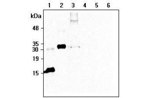 Western blot analysis of recombinant human CTRP6 using anti-CTRP6 (human), mAb (256-E)  at 1:500 dilution: 1. (CTRP6 抗体  (Globular Domain, Globular Domain-less))