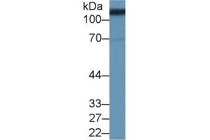 Detection of SLC3A2 in Porcine Kidney lysate using Polyclonal Antibody to Solute Carrier Family 3, Member 2 (SLC3A2) (SLC3A2 抗体  (AA 213-349))