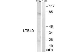 Western blot analysis of extracts from HT-29 cells, using PTGR1 antibody. (PTGR1 抗体  (Internal Region))