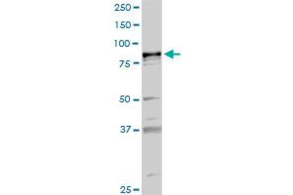 PLA2G6 antibody  (AA 1-752)
