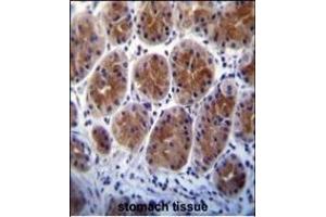 Metabotropic Glutamate Receptor 1 (GPRC1A) Antibody (C-term) (ABIN652203 and ABIN2840752) immunohistochemistry analysis in formalin fixed and paraffin embedded human stomach tissue followed by peroxidase conjugation of the secondary antibody and DAB staining. (Metabotropic Glutamate Receptor 1 抗体  (C-Term))