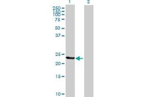 Western Blot analysis of TIA1 expression in transfected 293T cell line by TIA1 MaxPab polyclonal antibody. (TIA1 抗体  (AA 1-214))