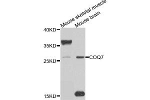 Western blot analysis of extracts of various cell lines, using COQ7 antibody (ABIN5975182) at 1/1000 dilution. (Coq7 抗体)
