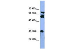 Image no. 1 for anti-Cytochrome P450, Family 8, Subfamily B, Polypeptide 1 (CYP8B1) (AA 219-268) antibody (ABIN6746764) (CYP8B1 抗体  (AA 219-268))