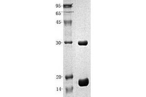 Validation with Western Blot (MAPKSP1 Protein (Transcript Variant 1) (His tag))