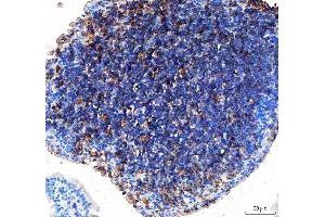 IHC analysis of GILT/IFI30 using anti-GILT/IFI30 antibody (ABIN7602781).