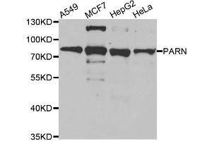 Western blot analysis of extracts of various cell lines, using PARN antibody. (PARN 抗体)