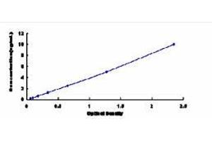 Glucokinase (Hexokinase 4) (GCK) ELISA Kit