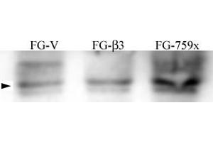 Image no. 1 for anti-Nuclear Receptor Coactivator 1 (NCOA1) (pTyr215) antibody (ABIN358229) (NCOA1 抗体  (pTyr215))