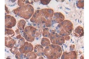 Detection of FGFRL1 in Human Pancreas Tissue using Polyclonal Antibody to Fibroblast Growth Factor Receptor Like Protein 1 (FGFRL1)