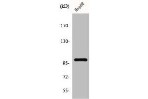 Western Blot analysis of K562 cells using GLK Polyclonal Antibody (MAP4K3 抗体  (N-Term))