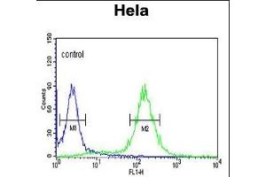 ST Antibody (N-term) (ABIN392000 and ABIN2841785) flow cytometric analysis of Hela cells (right histogram) coared to a negative control cell (left histogram). (MPST 抗体  (N-Term))