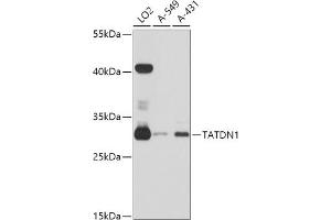 Western blot analysis of extracts of various cell lines, using T antibody (ABIN6132947, ABIN6148869, ABIN6148870 and ABIN6215683) at 1:3000 dilution. (TATDN1 抗体  (AA 1-297))