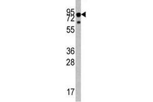 Western blot analysis of TrkA antibody antibody and mouse liver tissue lysate. (TRKA 抗体  (AA 654-683))