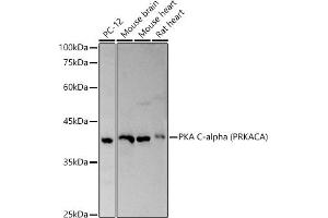 Western blot analysis of extracts of various cell lines, using PKA C-alpha (PRKACA) antibody (ABIN6134415, ABIN6146182 and ABIN7101346) at 1:500 dilution. (PRKACA 抗体)