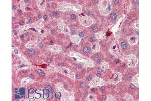 ABIN185365 (5µg/ml) staining of paraffin embedded Human Liver.
