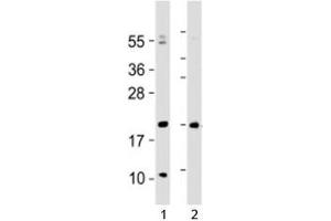 Western blot testing of Hopx antibody at 1:2000 with 1) human heart lysate and 2) mouse heart lysate (HOPX 抗体  (AA 22-54))