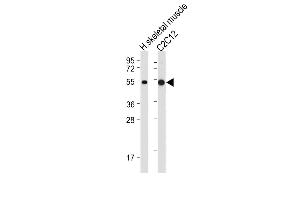 All lanes : Anti-SLC16A3 Antibody (C-term) at 1:2000 dilution Lane 1: Human skeletal muscle tissue lysate Lane 2: C2C12 whole cell lysate Lysates/proteins at 20 μg per lane. (SLC16A3 抗体  (C-Term))
