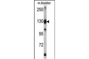 Western blot analysis of XPO1 antibody in mouse bladder tissue lysates (35ug/lane) (XPO1 抗体  (C-Term))