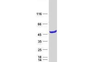 Validation with Western Blot (CRYZL1 Protein (Myc-DYKDDDDK Tag))