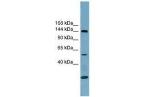 Image no. 1 for anti-Integrin alpha-8 (ITGA8) (AA 251-300) antibody (ABIN6743372) (ITGA8 抗体  (AA 251-300))